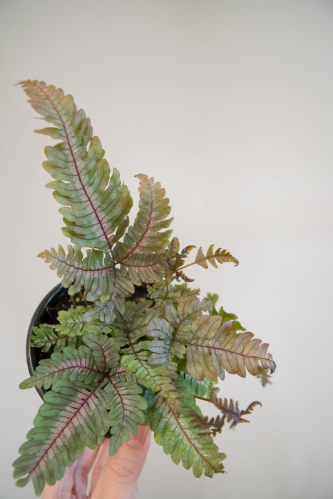 Pteris Aspericaulis 'Tricolor' - 4"
