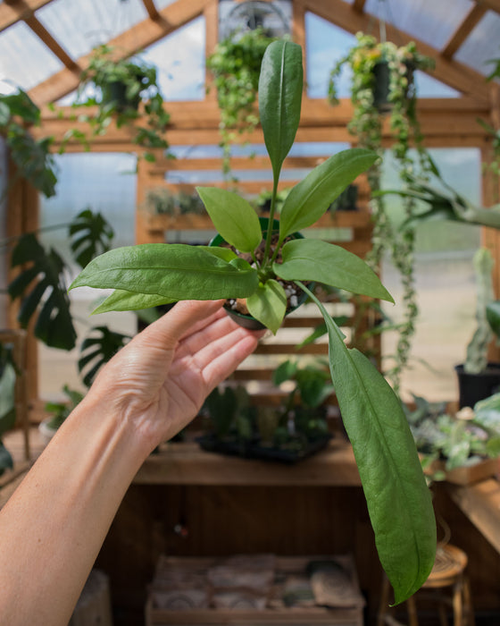 Anthurium 'Vittarifolium' - 3"