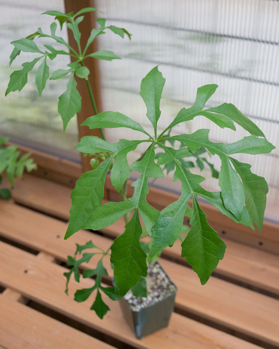 Cussonia Spicata 'Spiked Cabbage Tree' - 4" (Pick Up Only)