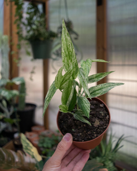 anthurium zippelianum Amydrium zippelianum variegated