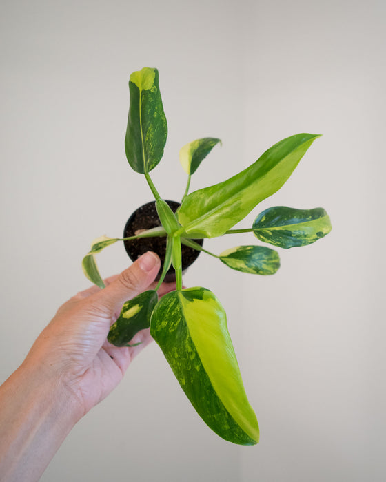 Philodendron Domesticum 'Variegata' - 2"