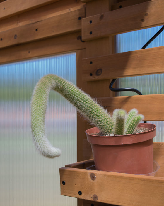 Cleistocactus Winteri ssp. Colademononis 'Monkey Tail Cactus' - 6" (Pick Up Only)