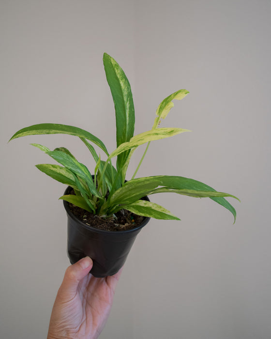 Anthurium Vittarifolium 'Variegata' - 4"