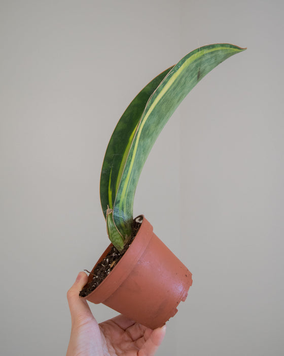 Sansevieria Masoniana 'Variegata' - 4"
