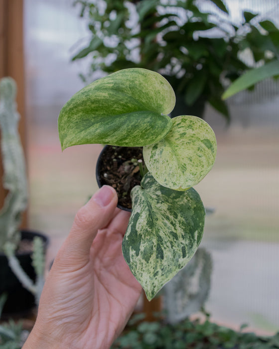 Scindapsus Pict. 'Jade Satin Marble' - 2"