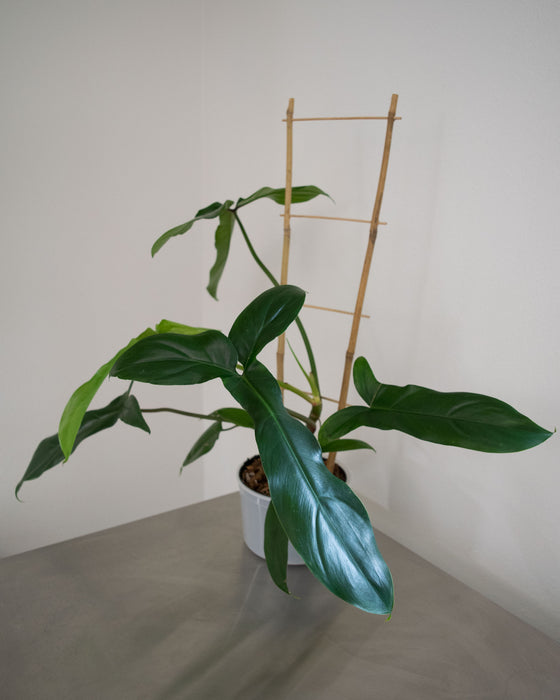 Philodendron '69686' - 6" (Pick Up Only)