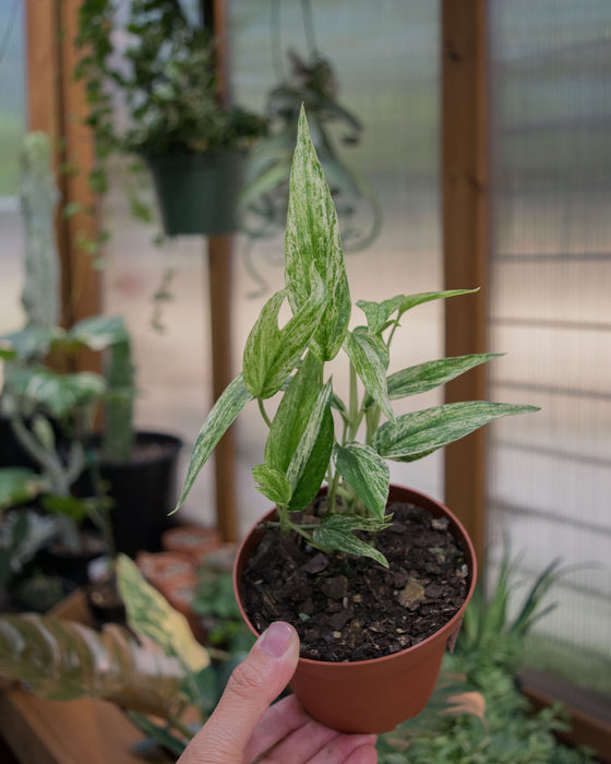 Amydrium Zippelianum 'Variegated' - 4"