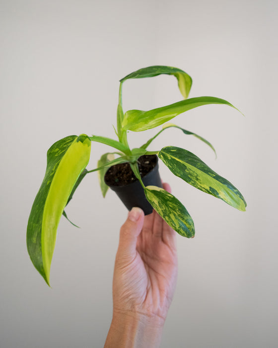 Philodendron Domesticum 'Variegata' - 2"