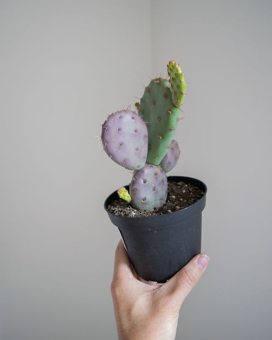 Opuntia x Basilaris 'Baby Rita' - 4"