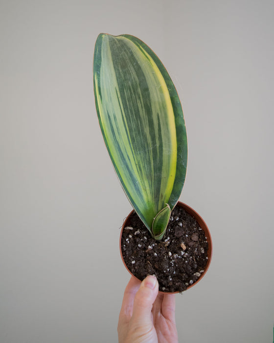 Sansevieria Masoniana 'Variegata' - 4"