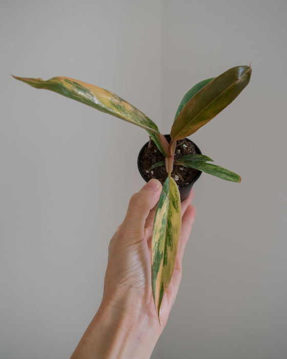 Philodendron 'Caramel Marble' - 2"
