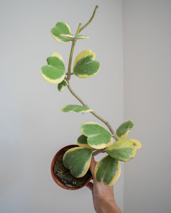 Hoya Kerrii 'Variegata' - 4"