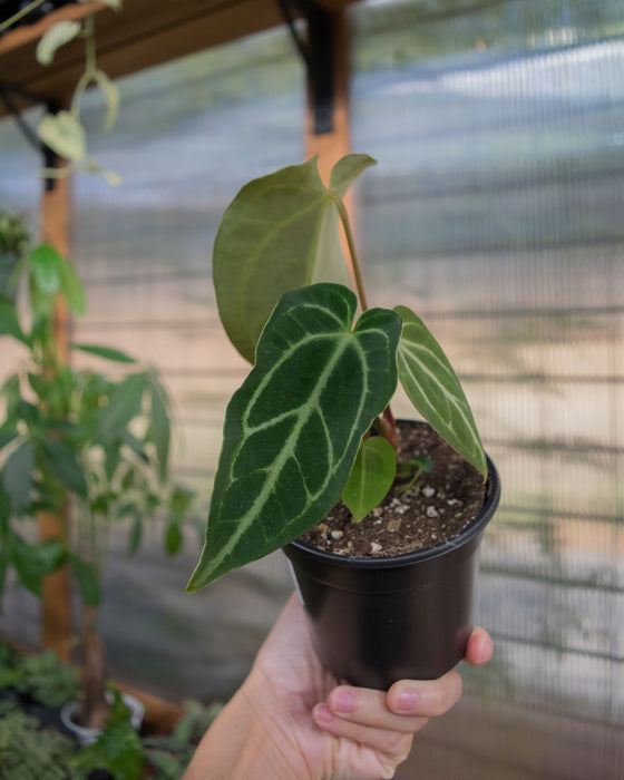 Anthurium 'Regale' - 4"