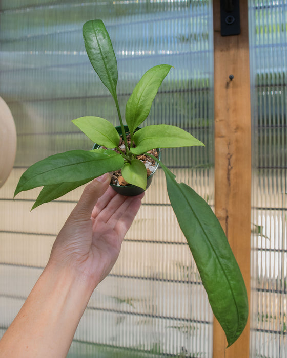 Anthurium 'Vittarifolium' - 3"