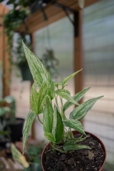 Amydrium Zippelianum 'Variegated' - 4"