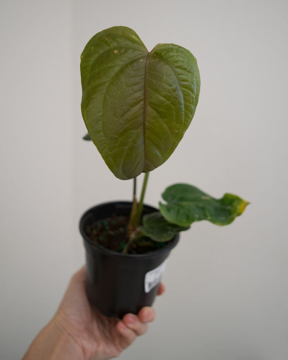 Anthurium 'Queen of Hearts' - 4"