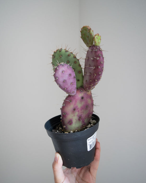 Opuntia x Basilaris 'Baby Rita' - 4"