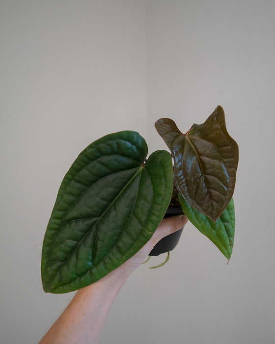 Anthurium 'Radicans x Luxurians' - 4"
