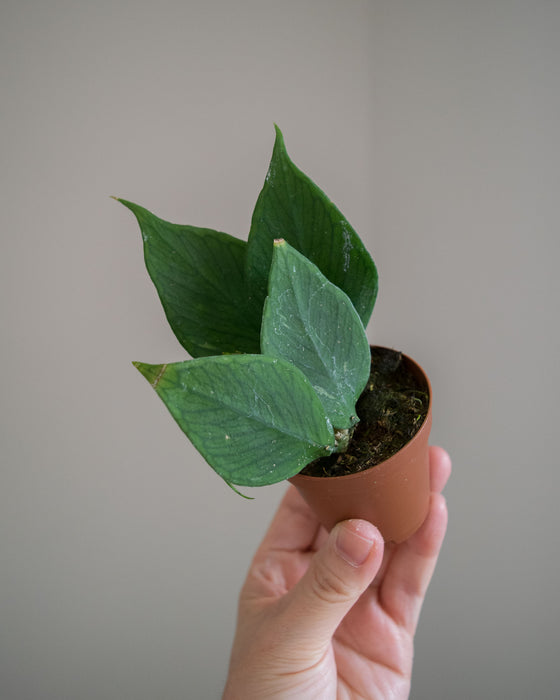 Hoya Polyneura - 2"