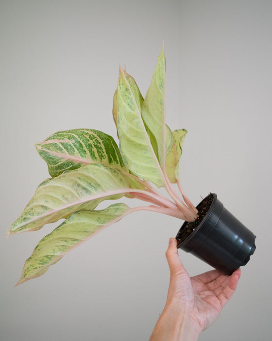 Aglaonema 'Lucky' - 4"