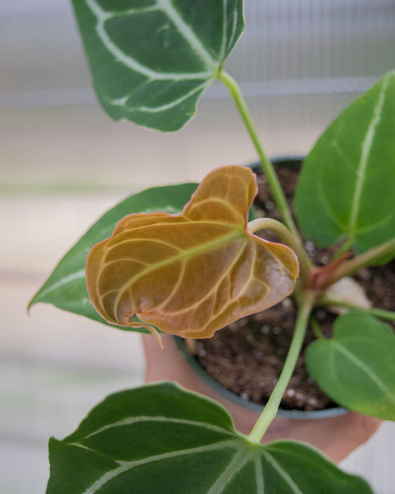 Anthurium Crystallinum - 4"