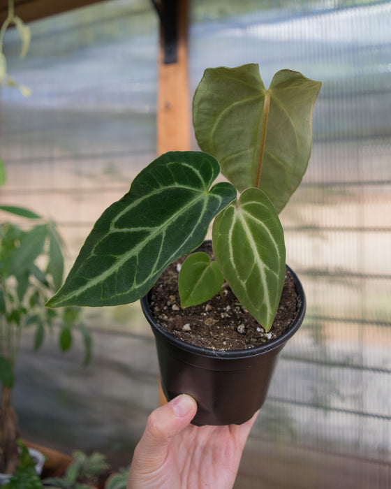 Anthurium 'Regale' - 4"