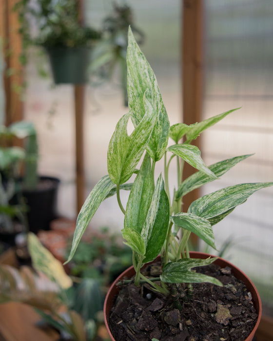 Amydrium Zippelianum 'Variegated' - 4"