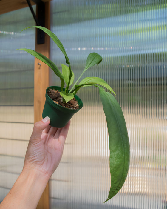 Anthurium 'Vittarifolium' - 3"