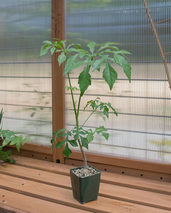 Cussonia Spicata 'Spiked Cabbage Tree' - 4" (Pick Up Only)
