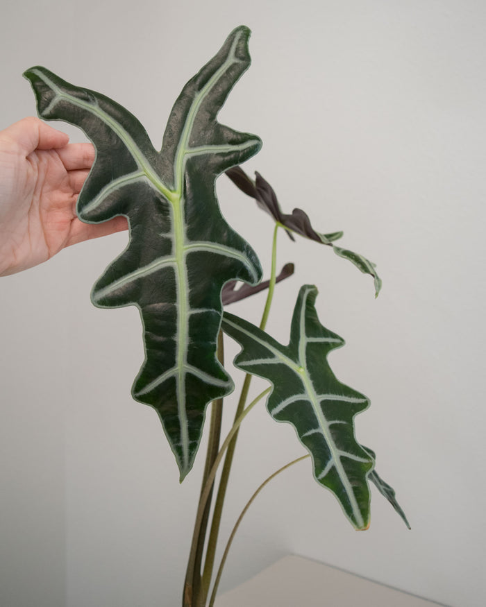 Alocasia