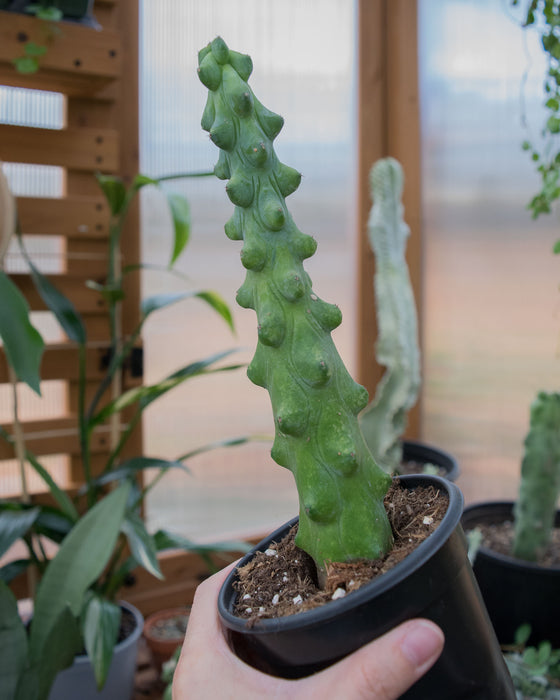 Myrtillocactus 'Fukurokuryuziboku' - 4"