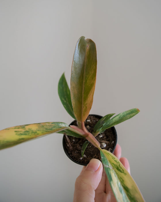 Philodendron 'Caramel Marble' - 2"