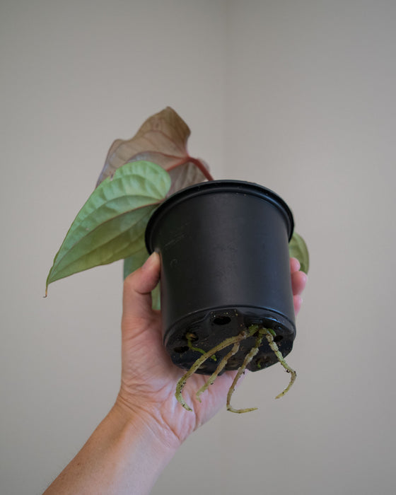 Anthurium 'Radicans x Luxurians' - 4"
