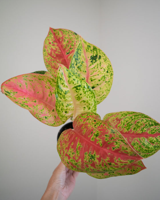 Aglaonema 'Red Mahasetti' - 4"