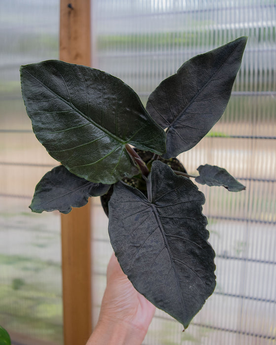 Alocasia Chienlii 'Antoro Velvet' - 4"