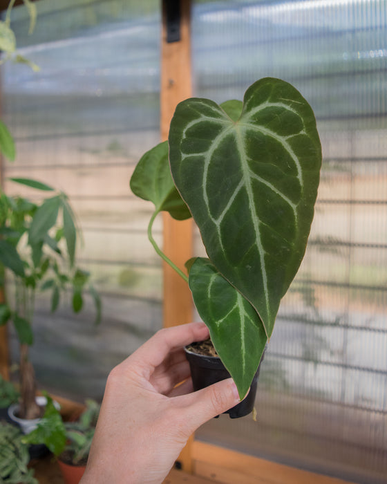 Anthurium 'Velvet Moira' - 2"