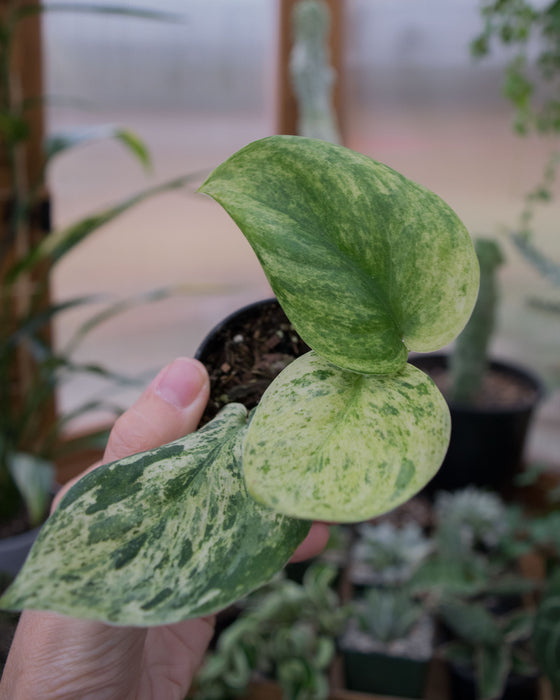 Scindapsus Pict. 'Jade Satin Marble' - 2"