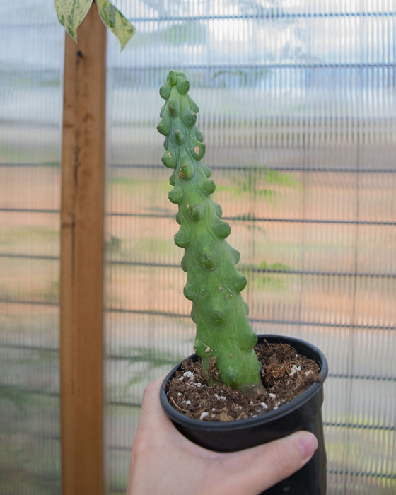 Myrtillocactus 'Fukurokuryuziboku' - 4"