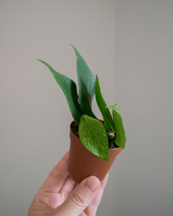 Hoya Polyneura - 2"
