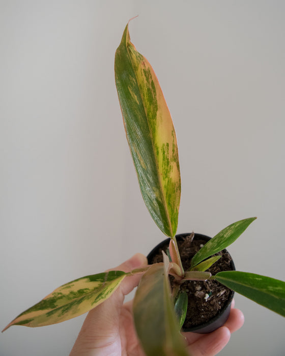 Philodendron 'Caramel Marble' - 2"