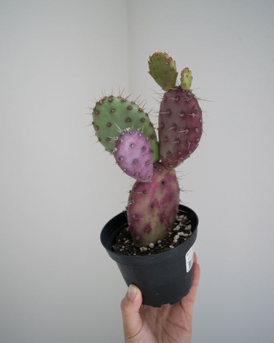 Opuntia x Basilaris 'Baby Rita' - 4"