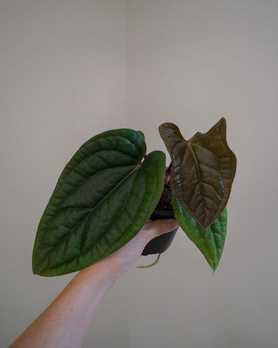 Anthurium 'Radicans x Luxurians' - 4"