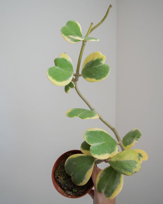 Hoya Kerrii 'Variegata' - 4"