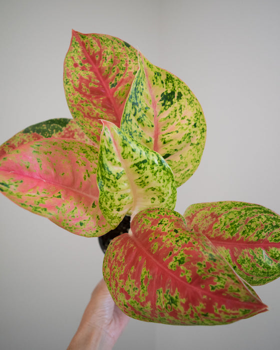 Aglaonema 'Red Mahasetti' - 4"