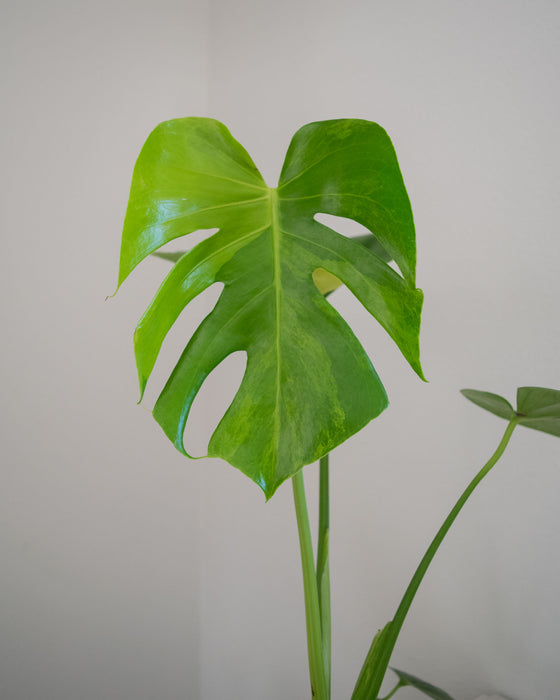 Monstera Deliciosa 'Aurea' Variegated - 4" (Pick Up Only)