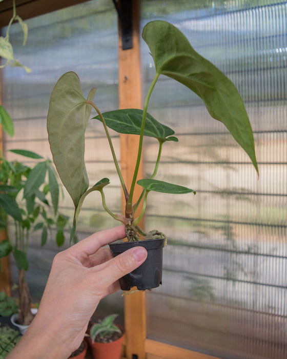 Anthurium 'Velvet Moira' - 2"