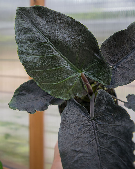 Alocasia Chienlii 'Antoro Velvet' - 4"