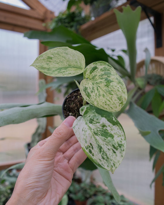 Scindapsus Pict. 'Jade Satin Marble' - 2"