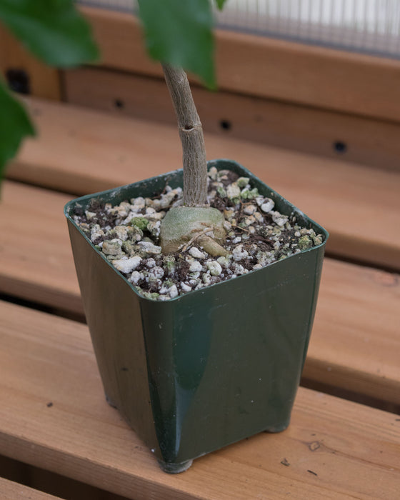 Cussonia Spicata 'Spiked Cabbage Tree' - 4" (Pick Up Only)