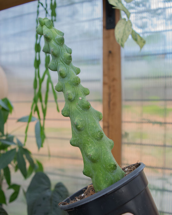Myrtillocactus 'Fukurokuryuziboku' - 4"
